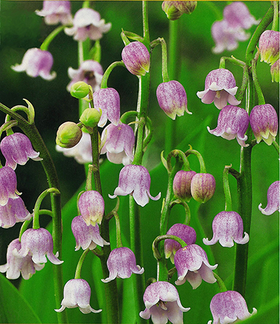 CONVALLARIA MAJALIS ROSEA - 25 ks